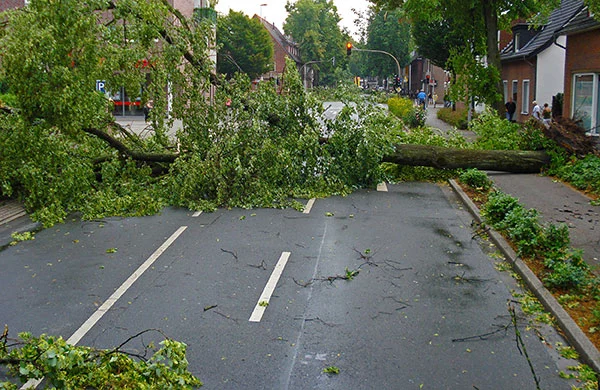 Umgefallener Baum auf Straße